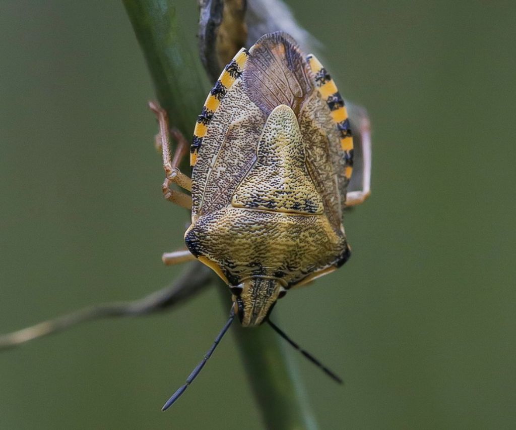 Pentatomidae - Carpocoris pudicus